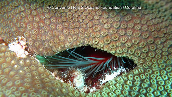 Bivalves (34)